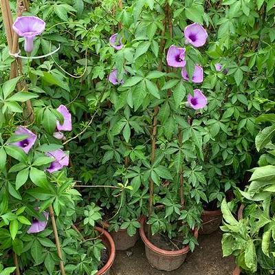 上?；ㄊ?？孫橋花鳥市場地址:孫橋路600號黃山花卉市場地址:云山路886號曹家渡花鳥市場地址:長壽路1148號孫。那么，上?；ㄊ?？一起來了解下吧。