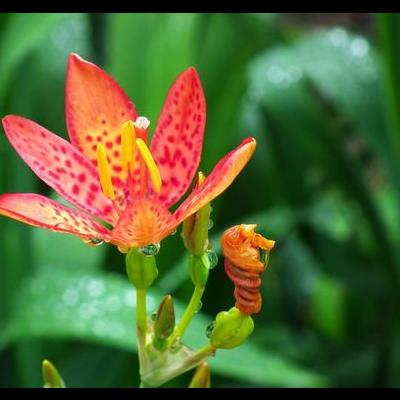 南寧花鳥市場(chǎng)？總共有三個(gè)花鳥市場(chǎng)，分布在民族路、唐山路和圓湖路。圓湖路的花鳥市場(chǎng)比較大，品種較齊，喜歡可以去挑挑~。那么，南寧花鳥市場(chǎng)？一起來(lái)了解下吧。