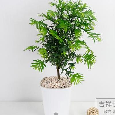 野薔薇花語(yǔ)？除了模樣可以比美其它薔薇花外，果實(shí)也可以實(shí)用。那么，野薔薇花語(yǔ)？一起來(lái)了解下吧。