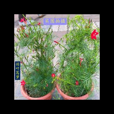 鳳仙花花期？鳳仙花的花期持續(xù)的時(shí)間其實(shí)是比較長(zhǎng)的，一般，鳳仙花會(huì)在夏季的秋季的時(shí)候開花，開花的時(shí)間主要就是集中在7月份——10月份的這段時(shí)間里面。那么，鳳仙花花期？一起來了解下吧。