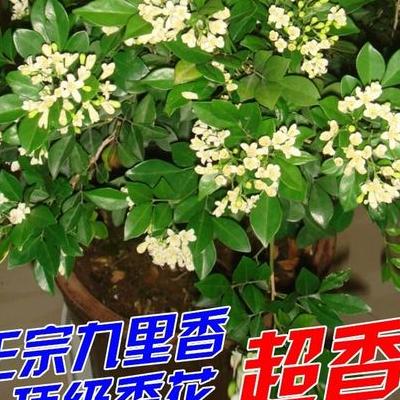 含羞草的花語(yǔ)？含羞草的花語(yǔ)（多種）：1、敏感、敏感的心2、害羞3、禮貌4、溫暖的友情5、別說(shuō)你愛(ài)我6、知羞。那么，含羞草的花語(yǔ)？一起來(lái)了解下吧。