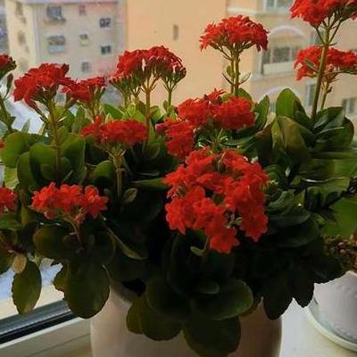 茉莉花開(kāi)花期？茉莉都是在當(dāng)年生的枝頭開(kāi)花的，所以一般都是三月長(zhǎng)新枝，四月至五月開(kāi)花，修剪得當(dāng)，一年可以開(kāi)兩到三次花，最晚不過(guò)十一月。。那么，茉莉花開(kāi)花期？一起來(lái)了解下吧。