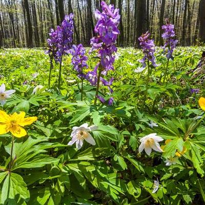 夏天植物有哪些？夏天開花的植物?有葵花、荷花、睡蓮、晚香玉、紫茉莉、百合、萱草、玉簪、美人蕉、白蘭花、梔子、紫藤、紫薇、錦葵、建蘭。那么，夏天植物有哪些？一起來了解下吧。