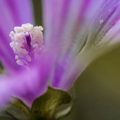 玫瑰花的品種？玫瑰花的品種1、藍色妖姬藍色妖姬是一種花瓣顏色為藍色的玫瑰花品種，非常的美麗、高貴且神秘，也是很。那么，玫瑰花的品種？一起來了解下吧。