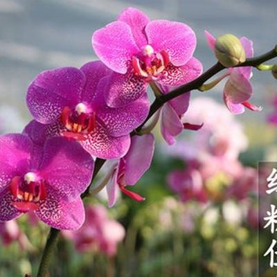 濕生植物有哪些？1984年，一位美國(guó)植物學(xué)家到巴西旅游，發(fā)現(xiàn)了這種奇妙的植物，但沒(méi)有想到的是，僅十幾年，水萌蘆便在美國(guó)河湖里泛濫成災(zāi)。那么，濕生植物有哪些？一起來(lái)了解下吧。