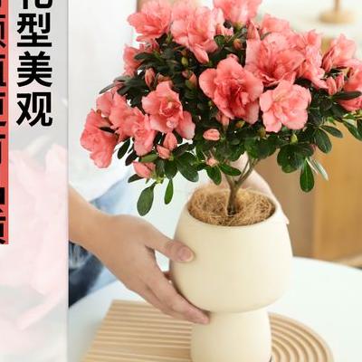 藍(lán)花楹的花期？每年花開兩次；第一次開花始于5月上旬，盛于6月中旬，終于7月上旬；第二次開花始于8月下旬，終于10月中旬。那么，藍(lán)花楹的花期？一起來了解下吧。