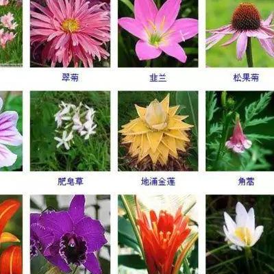 玉露花語(yǔ)？玉露花語(yǔ)玉露的花語(yǔ)是冰清玉潔、希望、幸運(yùn)、贊美和純潔的靈魂，玉露的葉子是球狀的，長(zhǎng)的很晶瑩，玉露。那么，玉露花語(yǔ)？一起來(lái)了解下吧。